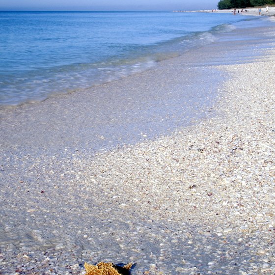 Snorkelers can identify several species of shells and starfish in the waters off Sanibel Island.