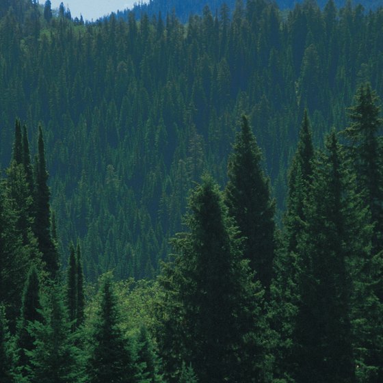 Hike in conifer forests near Conifer, Colorado.