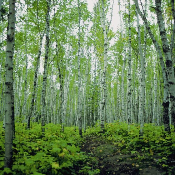 The picturesque town of Walker borders two of Minnesota's major forests.