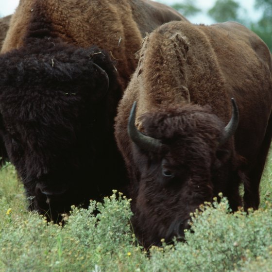 A large bison herd roams the Wichita Mountains Wildlife Refuge, bordering Fort Sill.