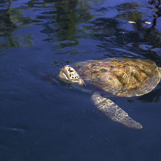 The green sea turtle breeds in Costa Rica's Tortuguero Canals.