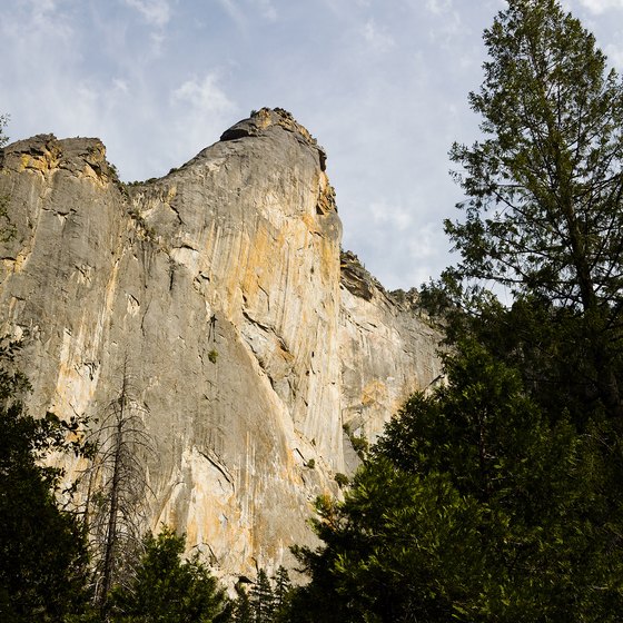 Bighorn sheep, willow flycatchers and mountain foxes are species of concern in Yosemite.