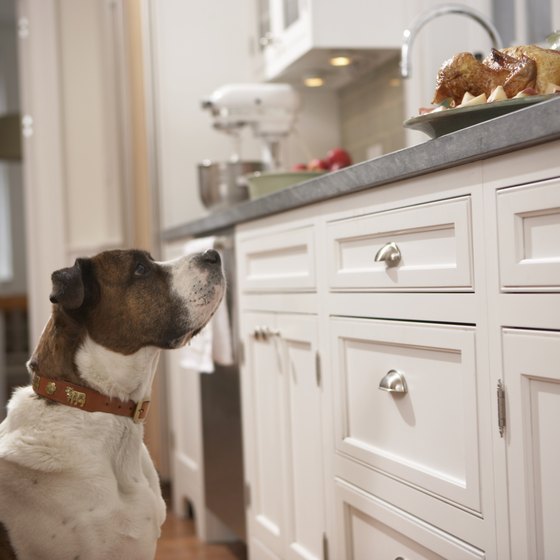 Begin your pet treat bakery in your kitchen.