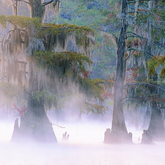 Mists frequently hover over Lake Caddo's 70-degree waters.