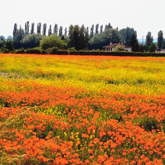 Colorful flowers dot the landscape of Reims, Champagne .