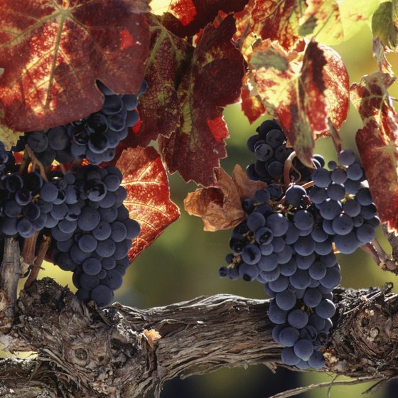 Taste a velvety grape or two as you ramble around Hunter Valley.