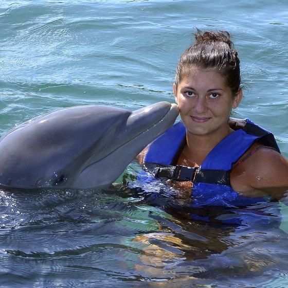 Europe's dolphin parks have to conform to strict standards.