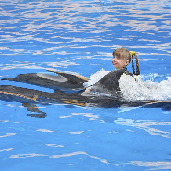 Kids as young as 6 can have the thrill of swimming with dolphins.