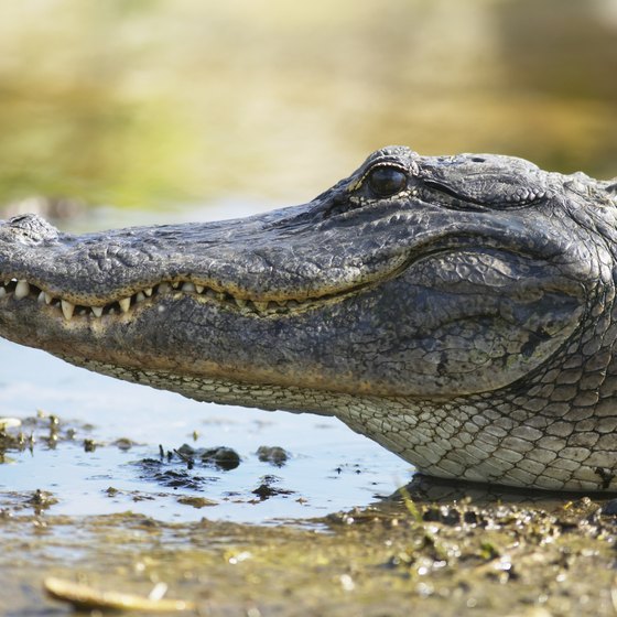 Alligators like to sunbathe on small islands just off the shore of Lake Alice.