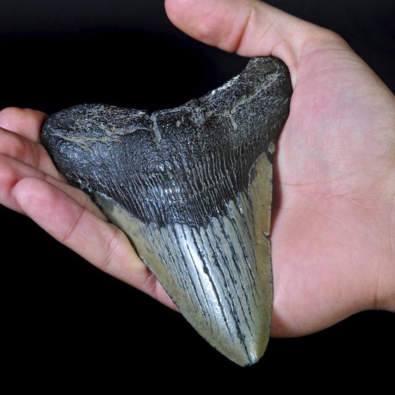 Prehistoric fossilized Megalodon teeth are often found on Florida beaches.