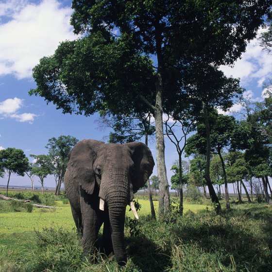 Several award-winning wildlife documentaries have been filmed at Mombo Camp in Botswana.