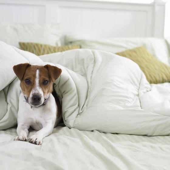 More and more bed and breakfasts today are catering to pets.