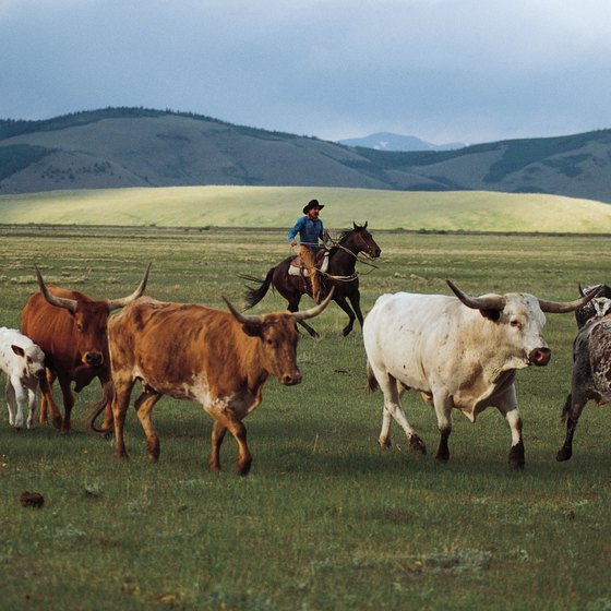 It is a misconception that losing money is a way of life in the cattle business.