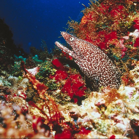 You may spot some eels poking out of the reefs in Cozumel.