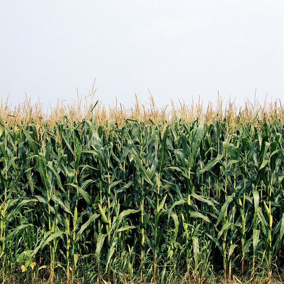 Cornfields flourish on the Illinois prairie.