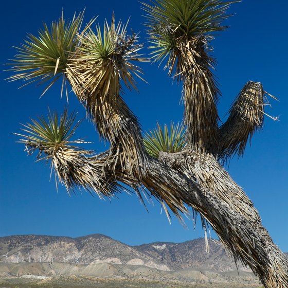 The Mojave Desert includes the famous Joshua Tree National Park.
