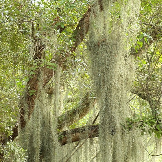 Most plantations in Georgia and South Carolina have live oaks dripping in Spanish Moss.