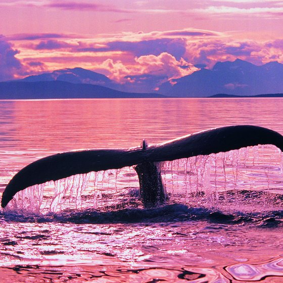 Humpback whales breed and calf in Hawaiian waters.
