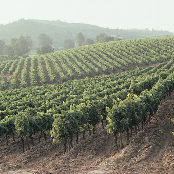 September is prime time for visiting vineyards in France.
