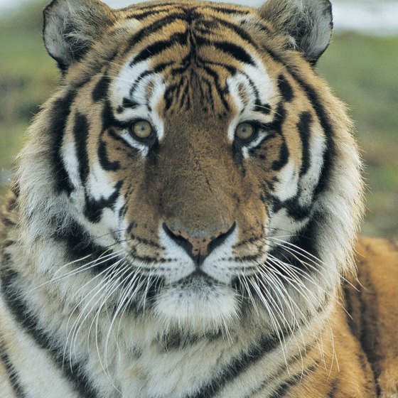 Check out the zoo's Siberian tiger.