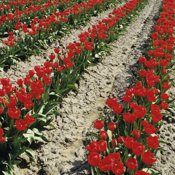 Tulips fields carpet the Skagit Valley in color.
