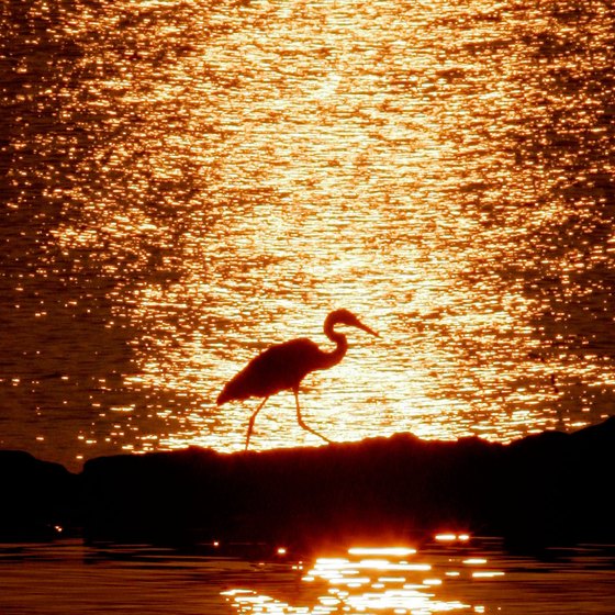 The sun rises over Maryland's Chesapeake Bay.