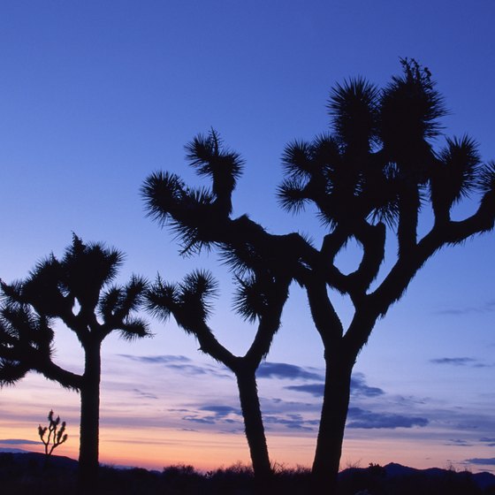 Joshua trees and blue skies dominate Victorville's landscape.