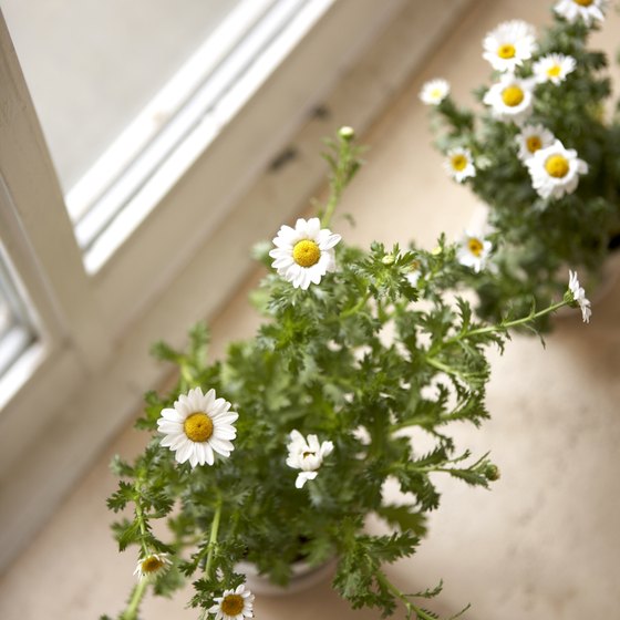 Feverfew contains melantonin, which may help ease jet lag.