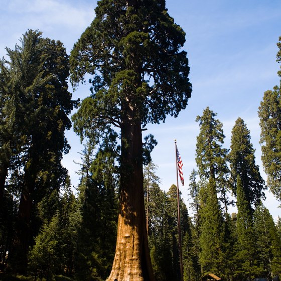 Groves of old and young sequoia trees are one of the most popular tourist attractions at Sequoia National Park.