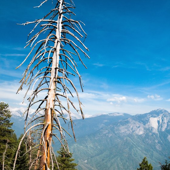 Enjoy remote Alpine views as you hike through conifer forests in Sequoia National Park en route to Eagle Lake.