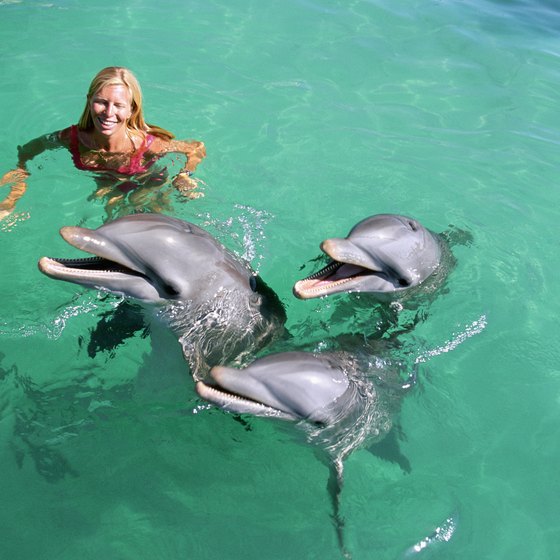 Florida is filled with opportunities for a personal encounter with a dolphin.