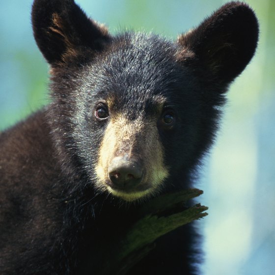 Campers in Minnesota's wilderness might encounter black bears.