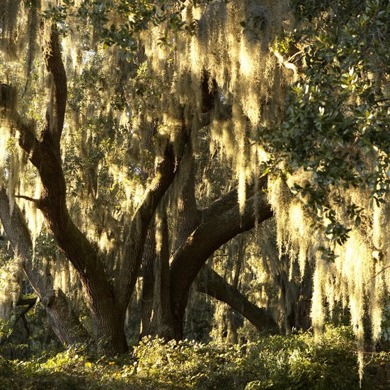 Spanish moss hangs from an oak tree on John's Island, South Carolina.