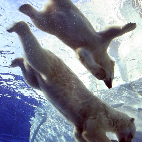 Polar bears play at the Detroit Zoo in Royal Oak.