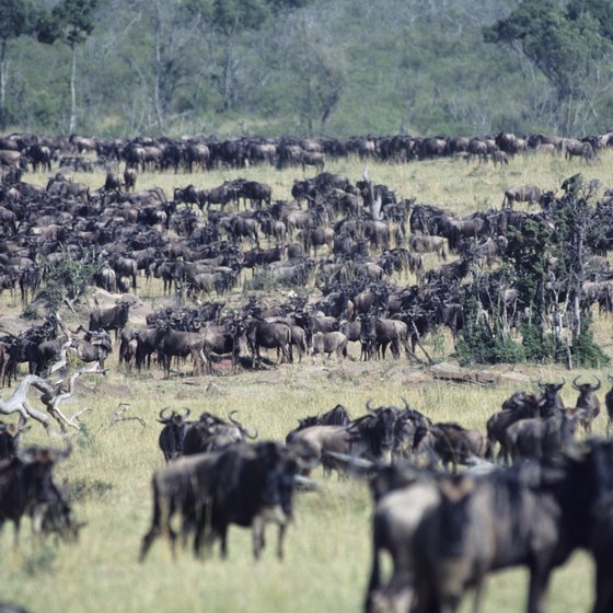 Every year, thousands of wildebeests undertake "the great migration," crossing the Serengeti in Tanzania