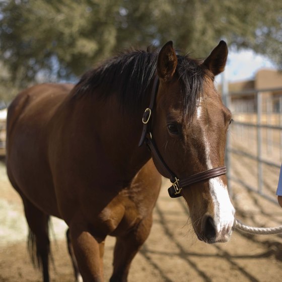 Arizona's best dude ranches have activities for all ages and abilities.
