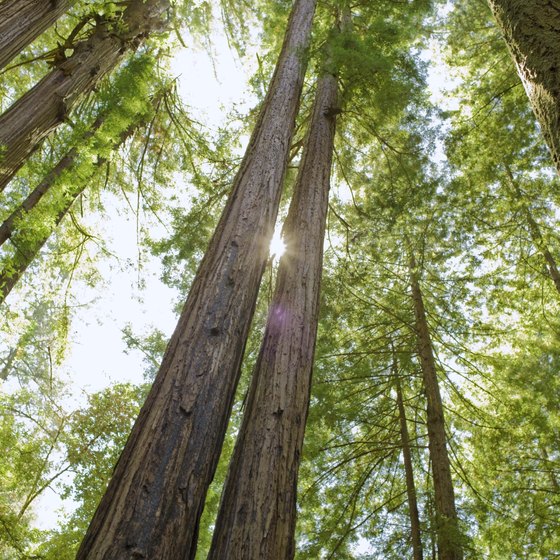 You'll find giant redwood trees on the northern California coastline.