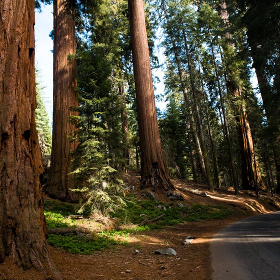 Sequoia National Park is within a short drive of Springville.