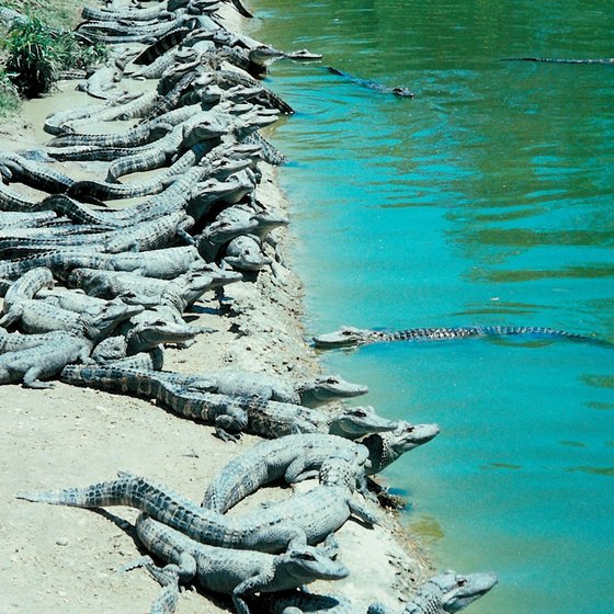 The best place to observe alligators is from one of Florida's many alligator parks.