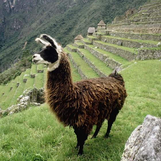 Children enjoy spotting llamas at Machu Picchu.