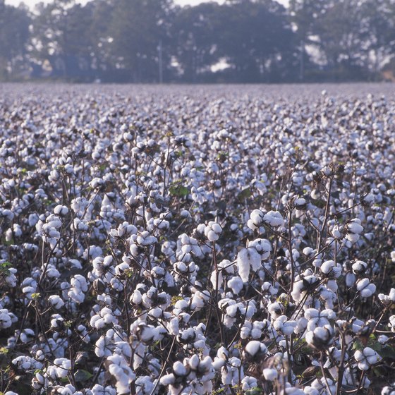 Cartersville was once a cotton-growing center.