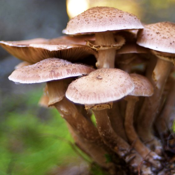 Go wild mushroom picking when you camp in the Willamette Valley.