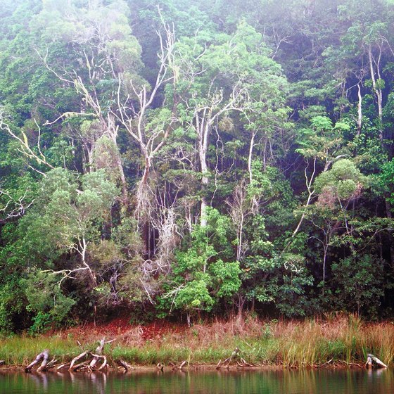 The rain forests of Queensland, Australia, are some of the world's oldest.
