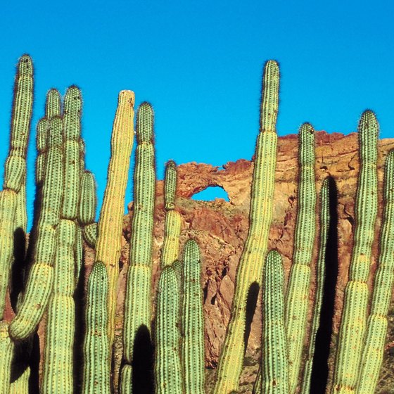 Camp among organ pipe cactus at Alamo Campground.