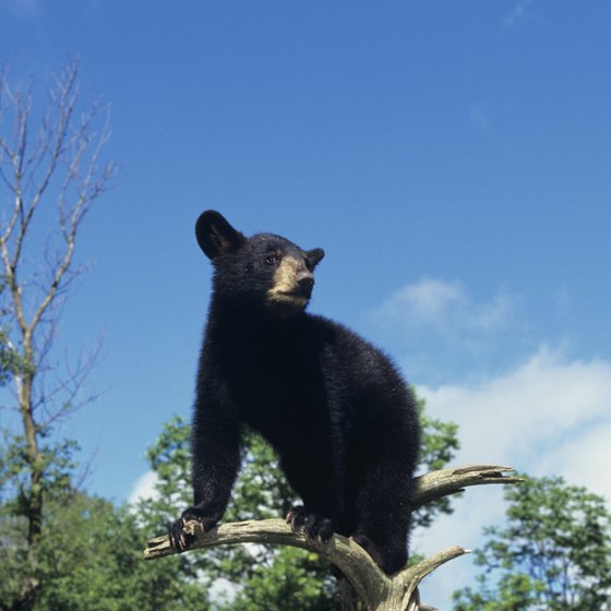 Use bear-safe camping techniques in Payson.