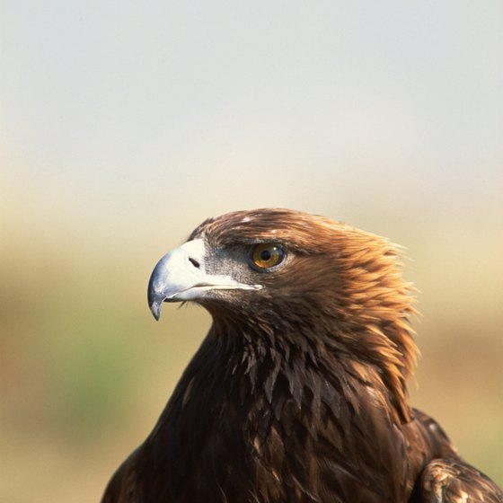 Golden eagles are sometimes seen soaring along the high crest of the Allegheny Front.