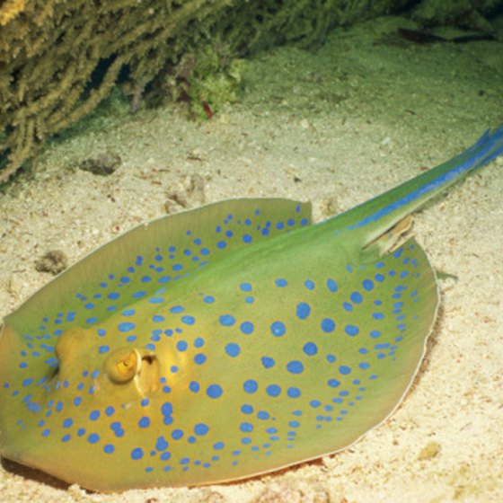 Freshwater stingrays are illegal to own in 10 states.