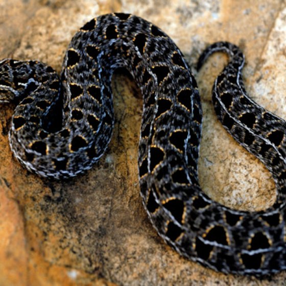 All but four of Tennessee's native snakes are non-venomous.