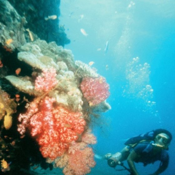 Coral reefs are home to many of the ocean's sea creatures in the tropics.