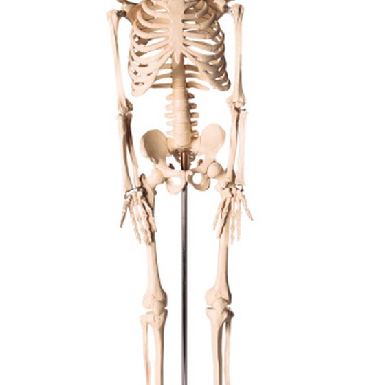difference between sagittal plane midsagittal healthy living